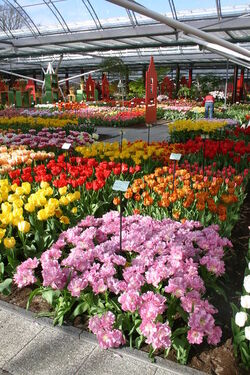 Keukenhof Olanda