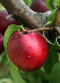 Pesche