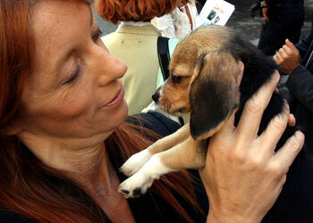 AFFIDO CUCCIOLI BEAGLE AFFIDO CUCCIOLI BEAGLE