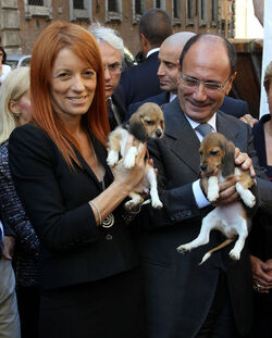 AFFIDO CUCCIOLI BEAGLE AFFIDO CUCCIOLI BEAGLE