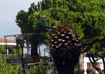 PALME MALATE PALME MALATE