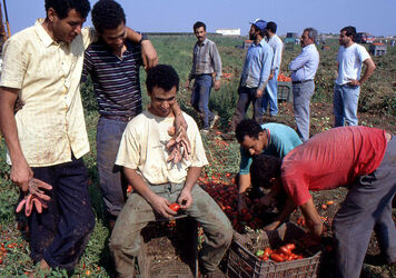 CAPORALATO RACCOLTA POMODORI