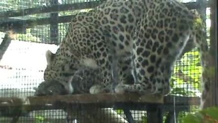 CUCCIOLO DI LEOPARDO