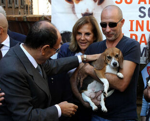 AFFIDO CUCCIOLI BEAGLE AFFIDO CUCCIOLI BEAGLE
