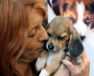 AFFIDO CUCCIOLI BEAGLE AFFIDO CUCCIOLI BEAGLE