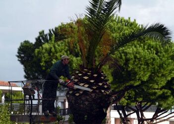 PALME MALATE PALME MALATE