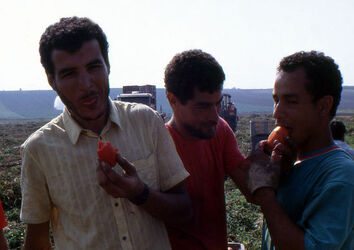 CAPORALATO RACCOLTA POMODORI