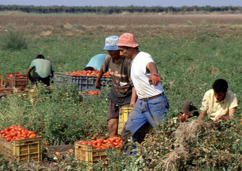 CAPORALATO RACCOLTA POMODORI