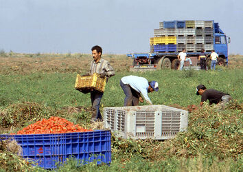 CAPORALATO RACCOLTA POMODORI
