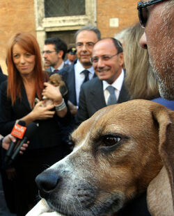 AFFIDO CUCCIOLI BEAGLE AFFIDO CUCCIOLI BEAGLE