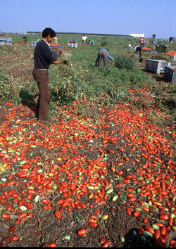 CAPORALATO RACCOLTA POMODORI