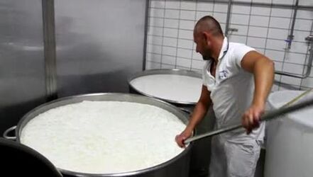 PRODUZIONE MOZZARELLA DI BUFALA