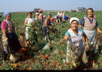 CAPORALATO RACCOLTA POMODORI