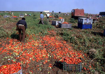 CAPORALATO RACCOLTA POMODORI