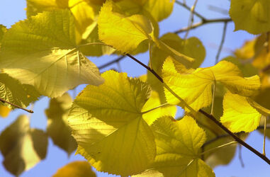 Autunno