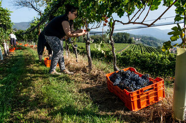 Ticino vendemmia Ticino vendemmia