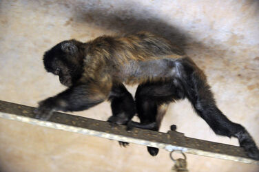 Magliaso scimmia Fil&ugrave; nuovamente allo Zoo