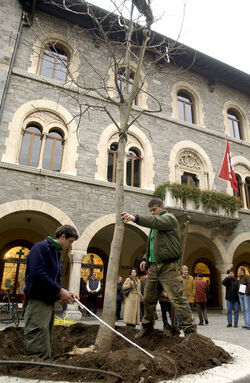 Bellinzona Noce in Piazza Nosetto innesto