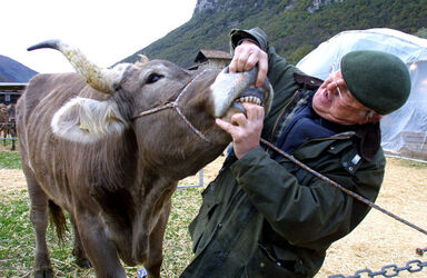 San Martino fiera e sagra di S.Martino