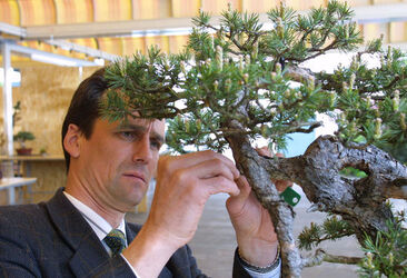 Pambio Noranco Bonsai 1mo raduno svizzero