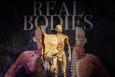 Lugano Real Bodies alla scoperta del corpo umano