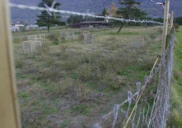 Sementina furto canapa