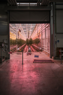 SANT ANTONINO presentazione Orticola Bassi per la produzione di pomodori svizzeri in inverno con tecnologie all avanguardia