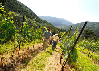 Ticino Cantine Aperte Ticino Cantine Aperte