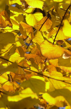 Autunno
