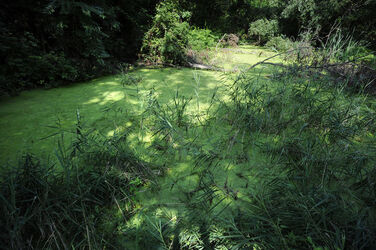 Parco Gole della Breggia biotopo
