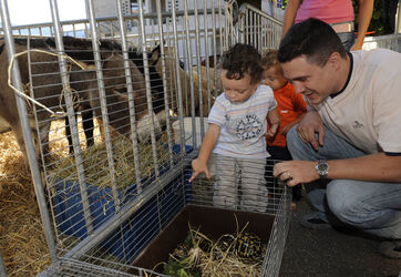 Morbio inf. mostra animali
