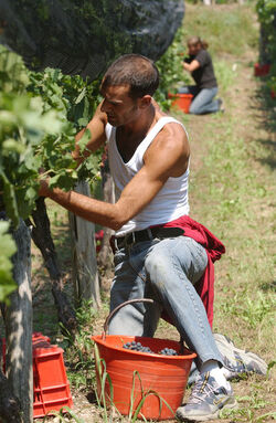 Ticino vendemmia 2003