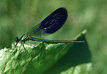 Valle della Motta libellula