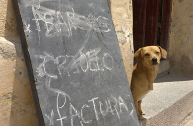 Viaggio in Argentina cani randagi