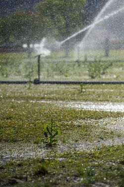 Ticino coltivazioni sul Piano di Magadino bel temppo emergenza siccit&agrave;