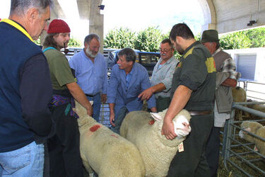 Giubiasco esposizione ovina