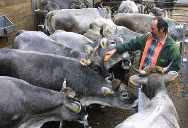 Cabbio nuova stalla Cairoli mucca grigia Cabbio nuova stalla Cairoli mucca grigia