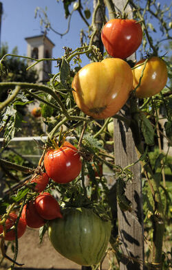 San Pietro di Stabio pomodori Pro specie rara