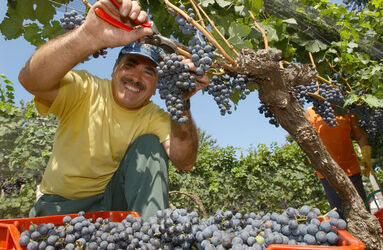 Ticino vendemmia 2003
