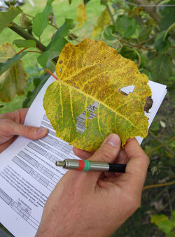 Lattecaldo meeting esperti effetti ozono Lattecaldo meeting esperti effetti ozono