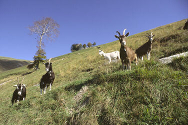 Monte Generoso agricoltura