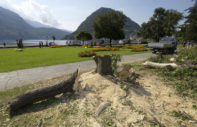 Lugano taglio alberi sul lungolago