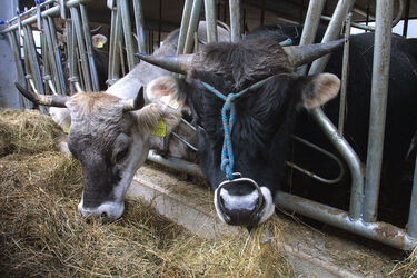 Cabbio nuova stalla Cairoli mucca grigia Cabbio nuova stalla Cairoli mucca grigia