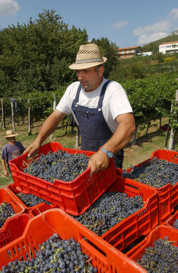 Ticino vendemmia 2003