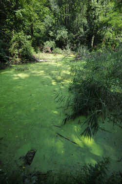 Parco Gole della Breggia biotopo