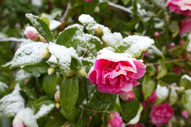 Ticino neve nevicate