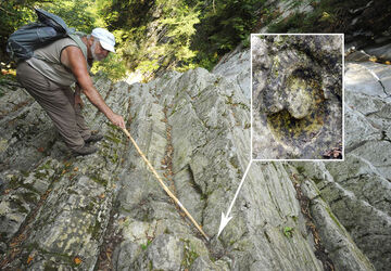 Parco Gole della Breggia fossile ammonite cefalopode Parco Gole della Breggia fossile ammonite cefalopode