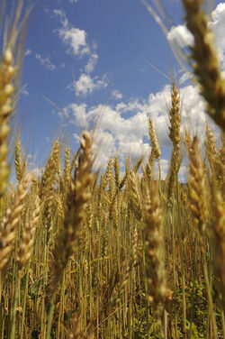 Mendrisiotto campo di grano mais
