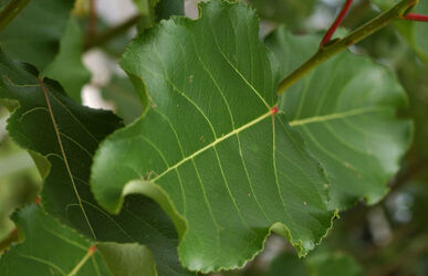 Lattecaldo meeting esperti effetti ozono Lattecaldo meeting esperti effetti ozono