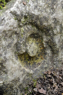 Parco Gole della Breggia fossile ammonite cefalopode Parco Gole della Breggia fossile ammonite cefalopode